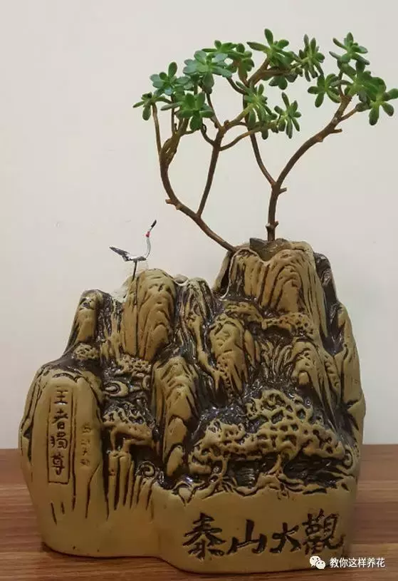 扔掉的废酒瓶,花友改成绝世花盆,别人出1000块都不卖!
