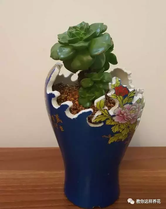 扔掉的废酒瓶,花友改成绝世花盆,别人出1000块都不卖!
