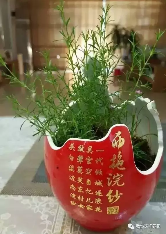 扔掉的废酒瓶,花友改成绝世花盆,别人出1000块都不卖!