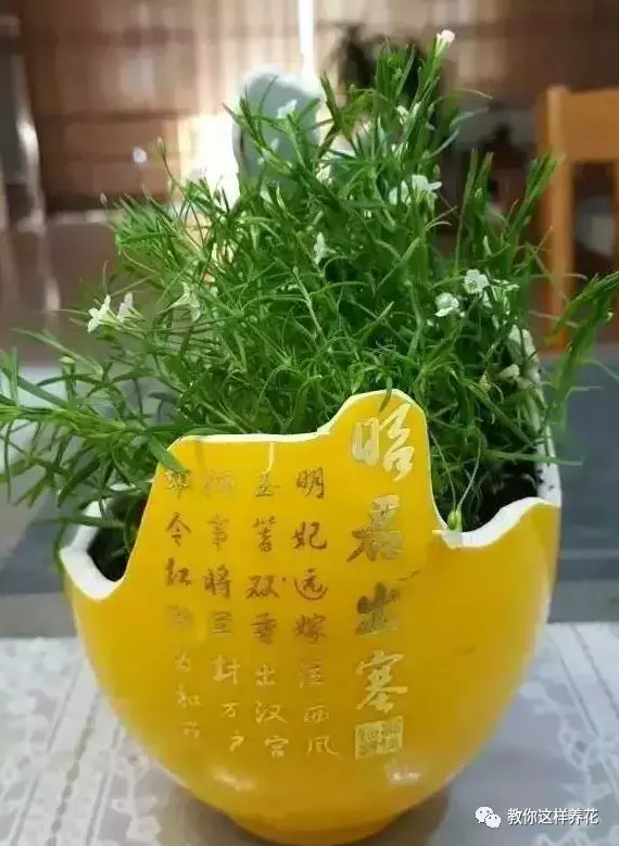 扔掉的废酒瓶,花友改成绝世花盆,别人出1000块都不卖!