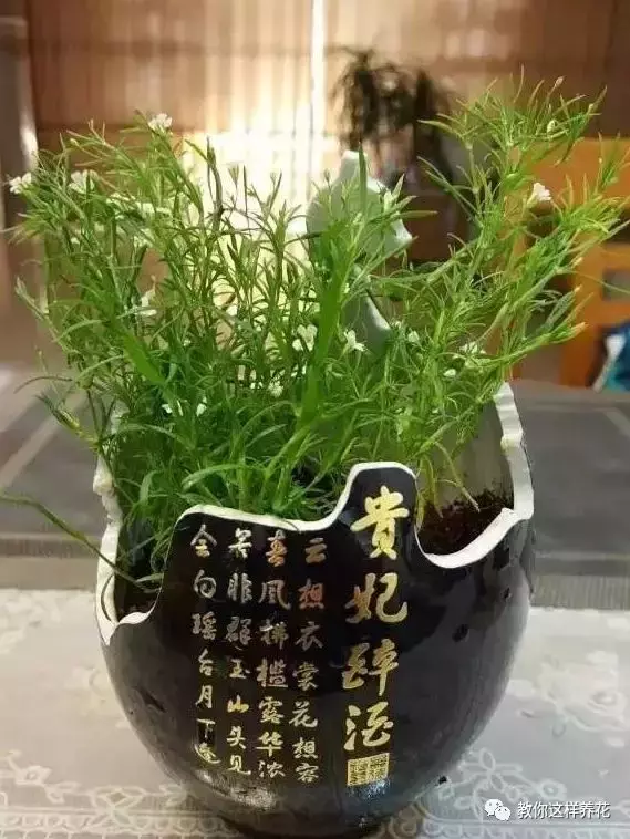 扔掉的废酒瓶,花友改成绝世花盆,别人出1000块都不卖!