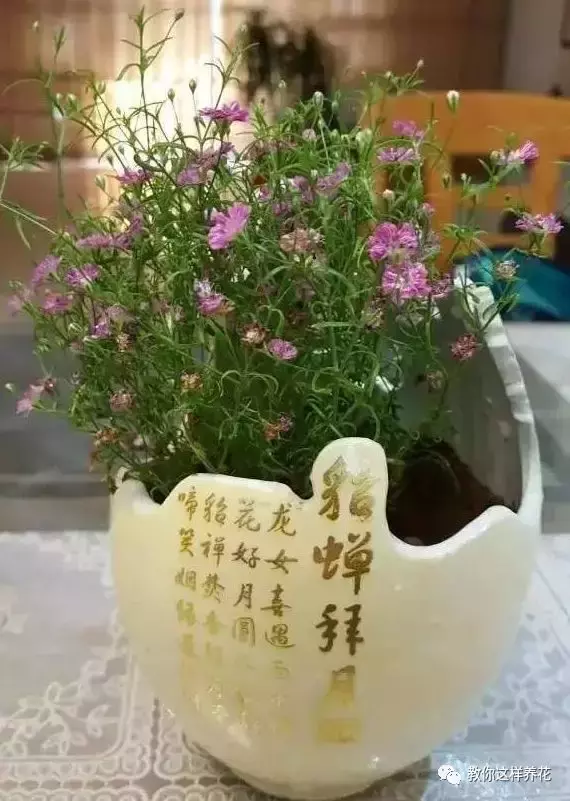 扔掉的废酒瓶,花友改成绝世花盆,别人出1000块都不卖!