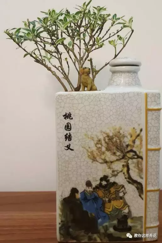 扔掉的废酒瓶,花友改成绝世花盆,别人出1000块都不卖!
