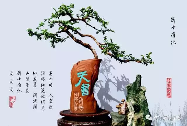 扔掉的废酒瓶,花友改成绝世花盆,别人出1000块都不卖!