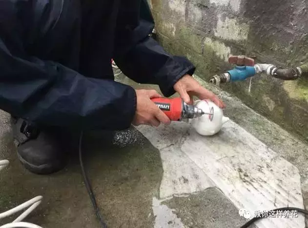 扔掉的废酒瓶,花友改成绝世花盆,别人出1000块都不卖!