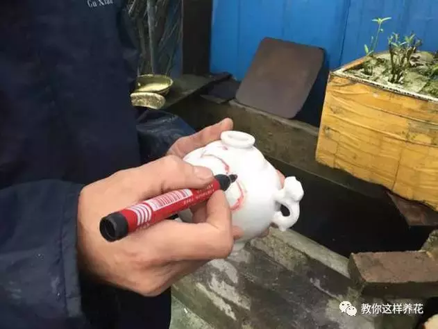 扔掉的废酒瓶,花友改成绝世花盆,别人出1000块都不卖!
