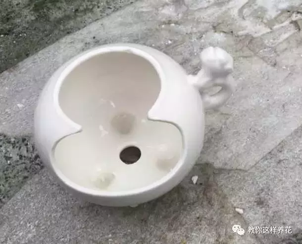扔掉的废酒瓶,花友改成绝世花盆,别人出1000块都不卖!