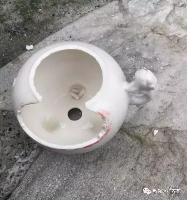 扔掉的废酒瓶,花友改成绝世花盆,别人出1000块都不卖!