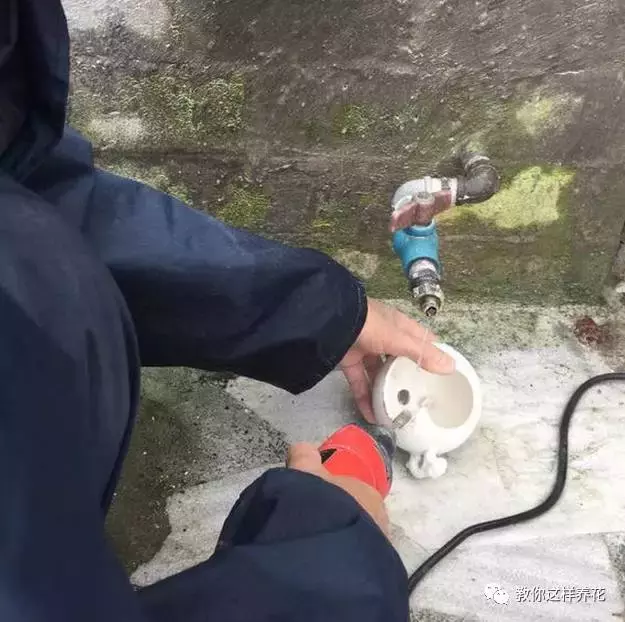 扔掉的废酒瓶,花友改成绝世花盆,别人出1000块都不卖!