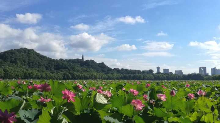 西湖播报丨别错过 荷花进入最佳观赏期