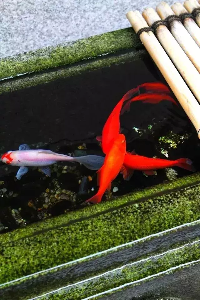 品味九首静心诗词，感受宁静致远的人生境界