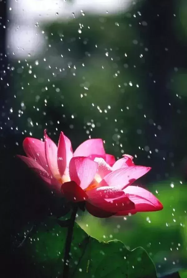 细品这9首诗词，心静才夏安！