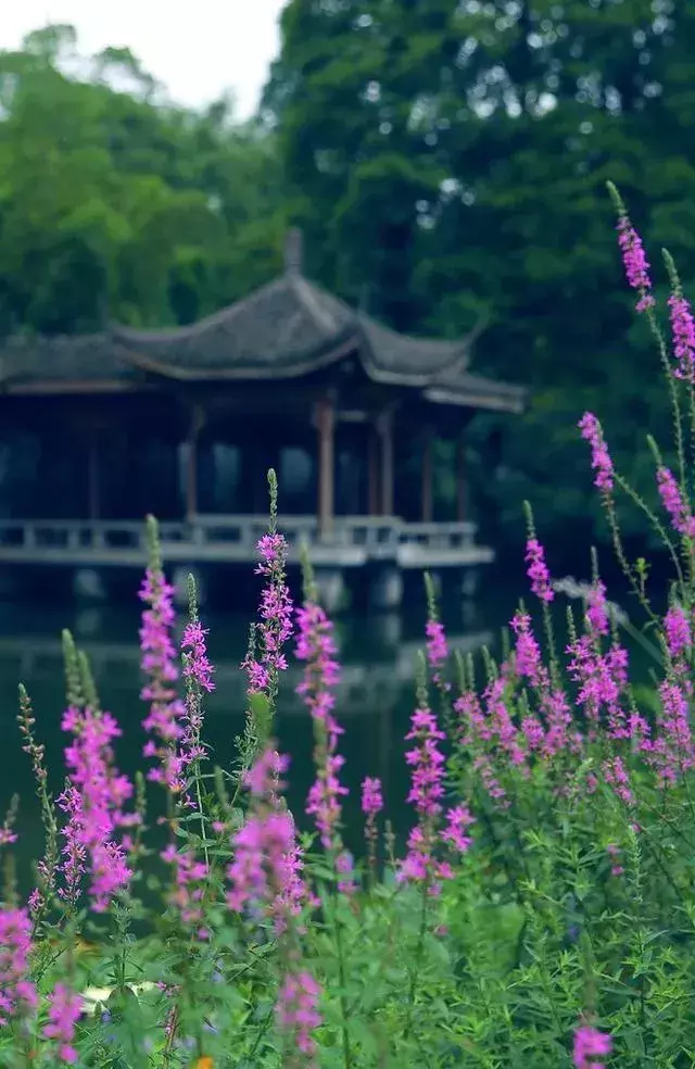 细品这9首诗词，心静才夏安！