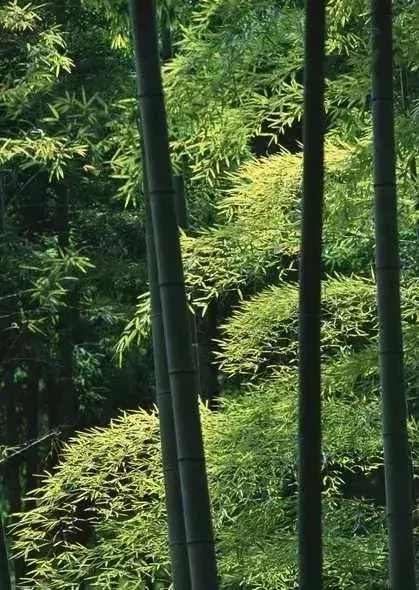 细品这9首诗词，心静才夏安！