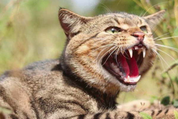 农村消失的动物,神秘的"野狸子"是猫的天敌,敢跟狗斗