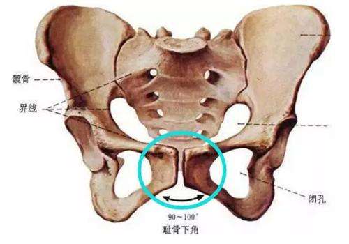 迎宾骨位置图，什么是耻骨痛