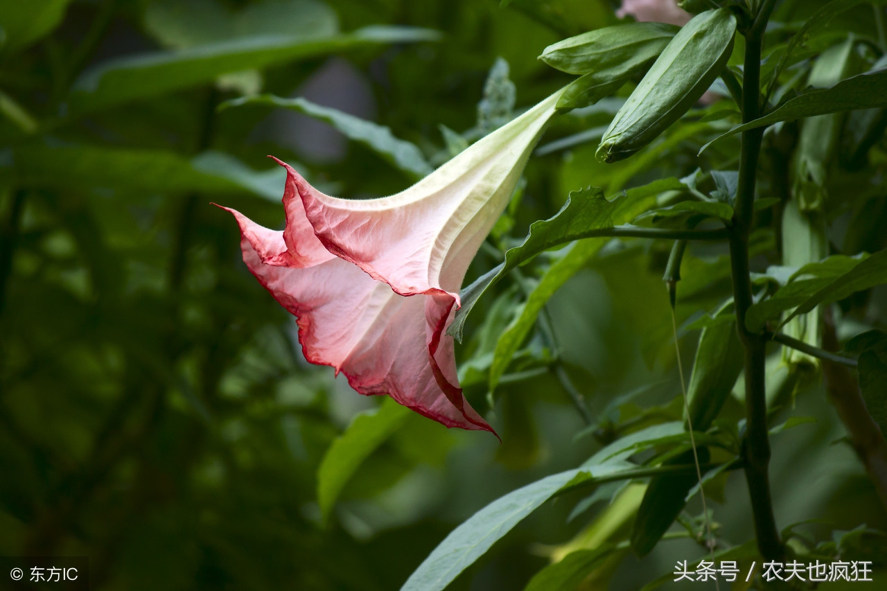 黑色曼陀罗花图片古风图片