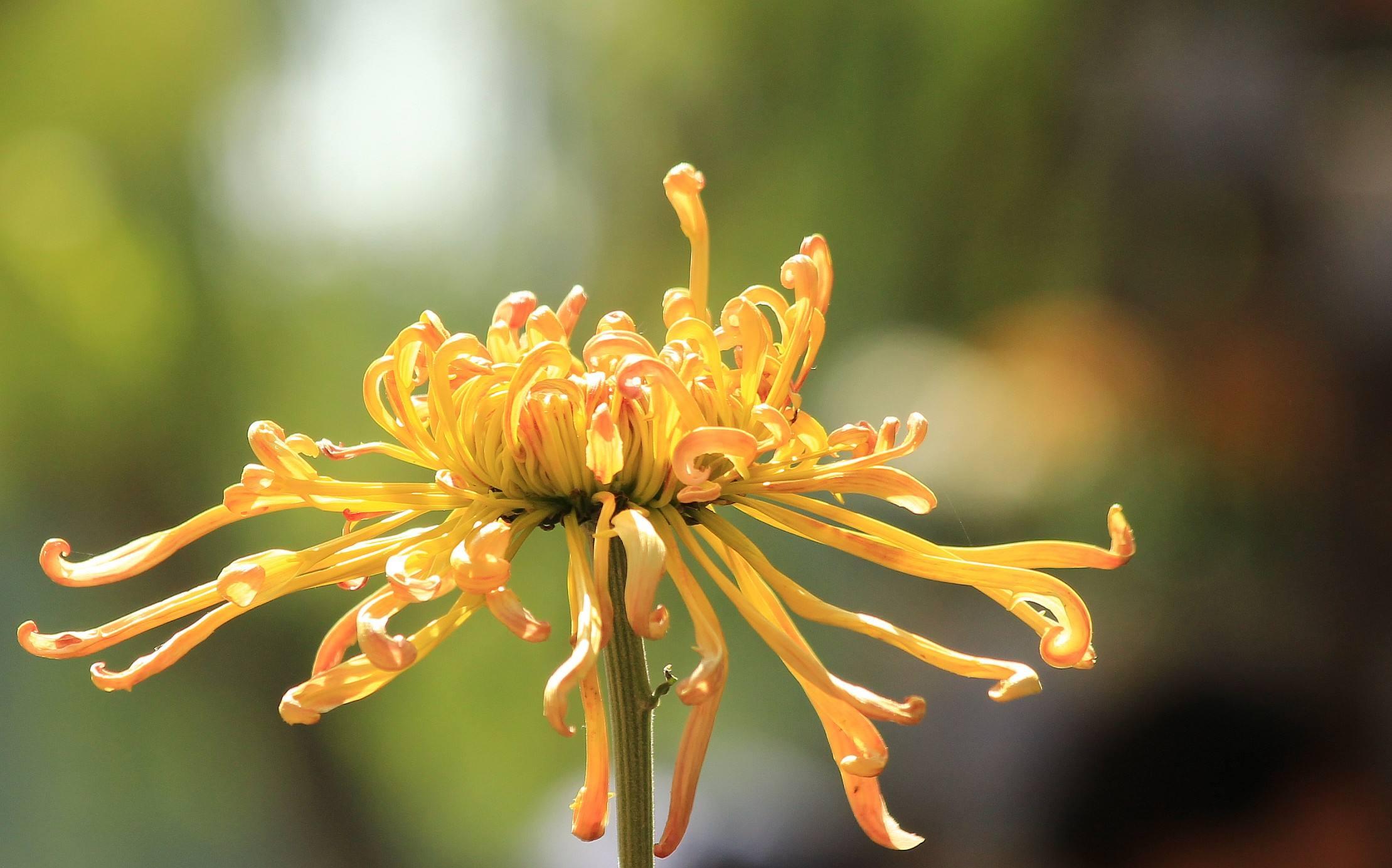 为何古代文人百花之中都偏爱菊花?元稹这首唐诗或许给了一个答案