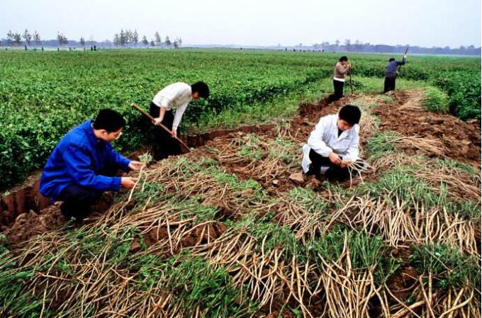 药材种植：牛膝价涨效益高，夏季播种正当时