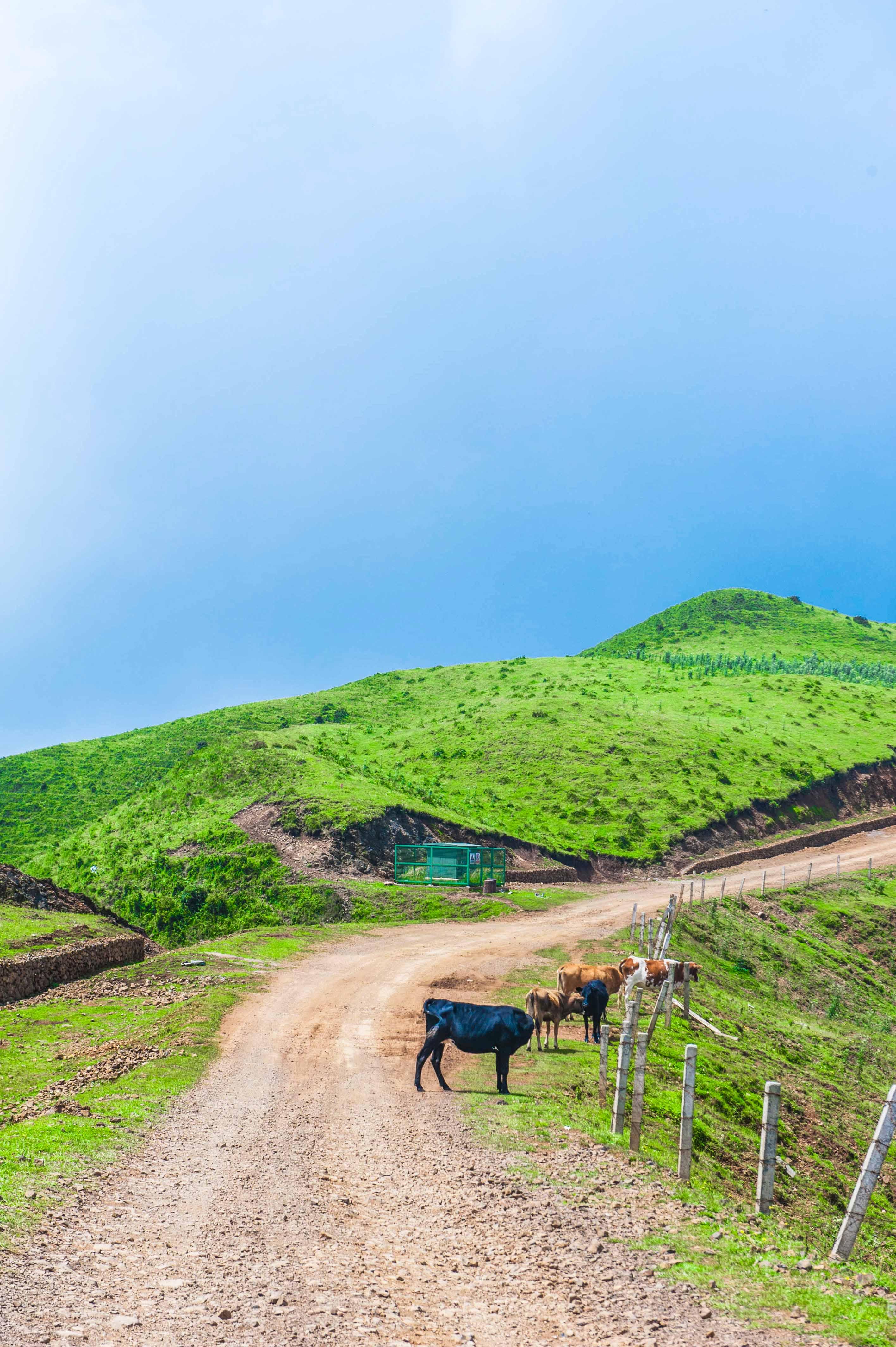 位于贵州省六盘水市,是西南地区海拔最高,面积最大的高原草场之一