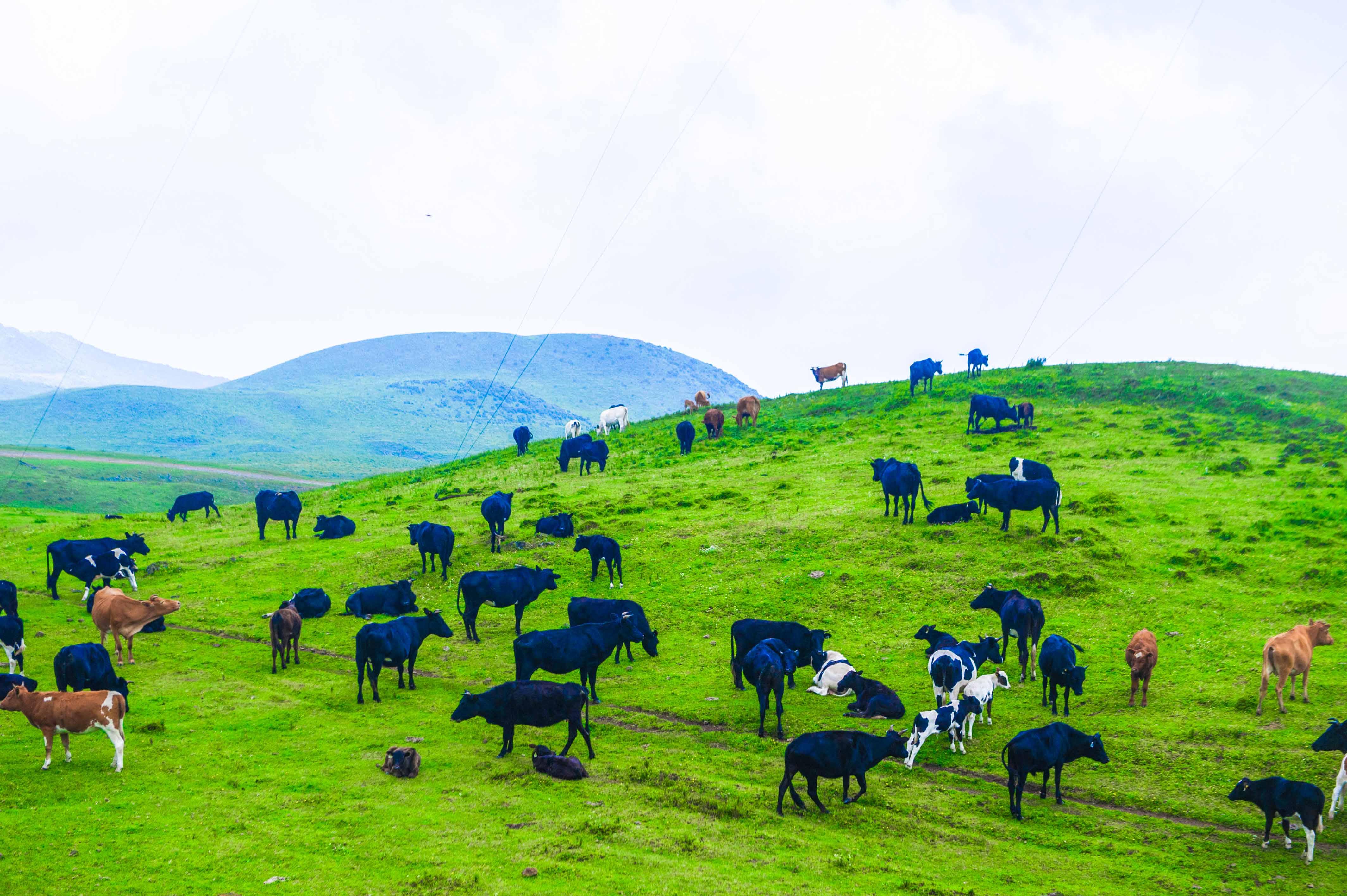 面积最大的高原(我国西南面积最大的高原草地之一,夏季在这里避暑必须