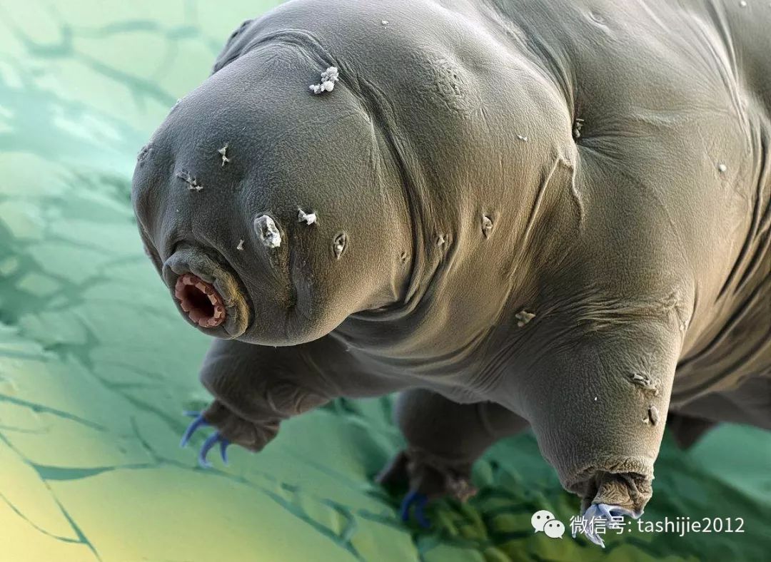水熊虫多大(地球最强生物—水熊虫)