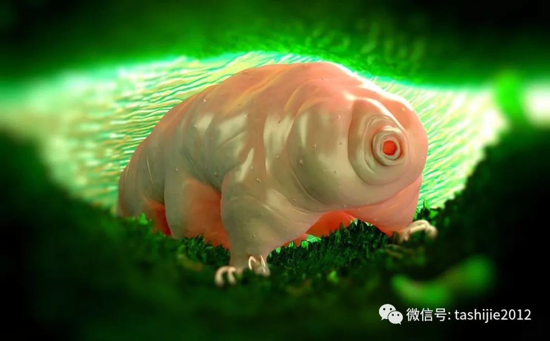 水熊虫多大(地球最强生物——水熊虫)