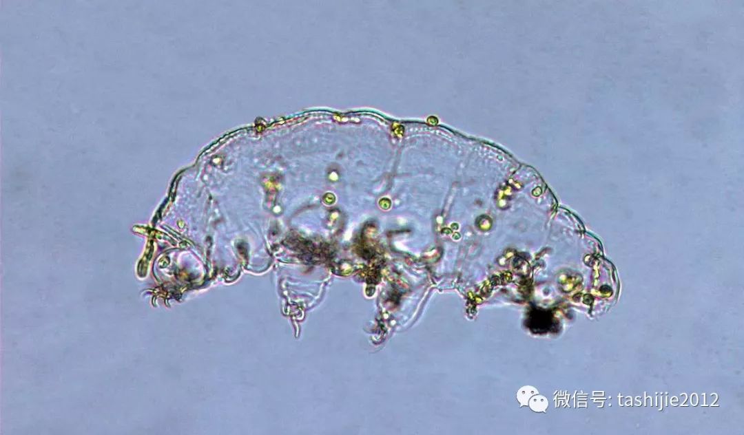 水熊虫多大(地球最强生物——水熊虫)