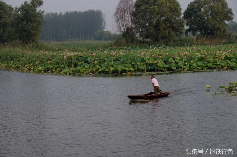 兴尽晚回舟，误入藕花深处——微山湖上有人家