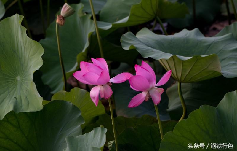 兴尽晚回舟，误入藕花深处——微山湖上有人家