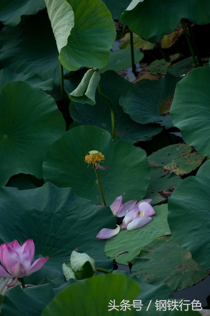 兴尽晚回舟，误入藕花深处——微山湖上有人家