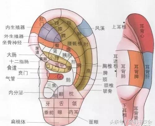 人体耳朵结构图「人体耳朵结构图片」