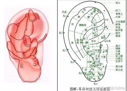 人體耳朵結構圖「人體耳朵結構圖片」