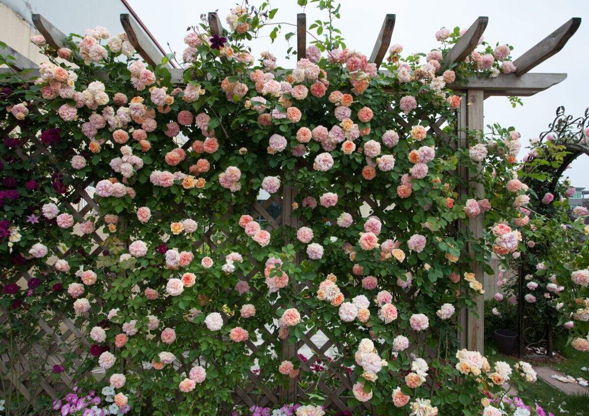 欧洲藤蔓月季怎么养小技巧「专业回答」 -骁龙网