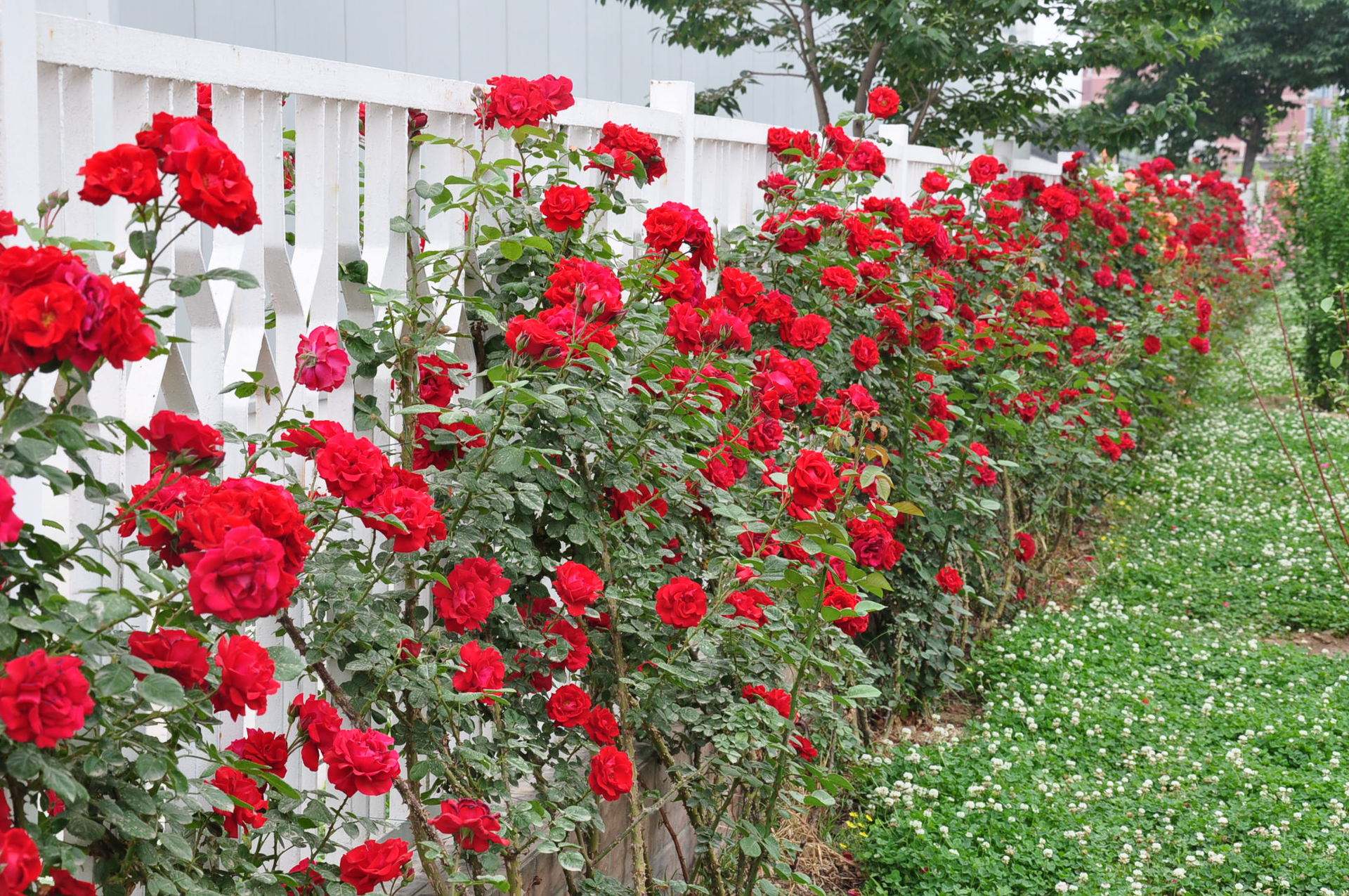 家中的藤本月季花,我们怎么养护才能爬满墙?