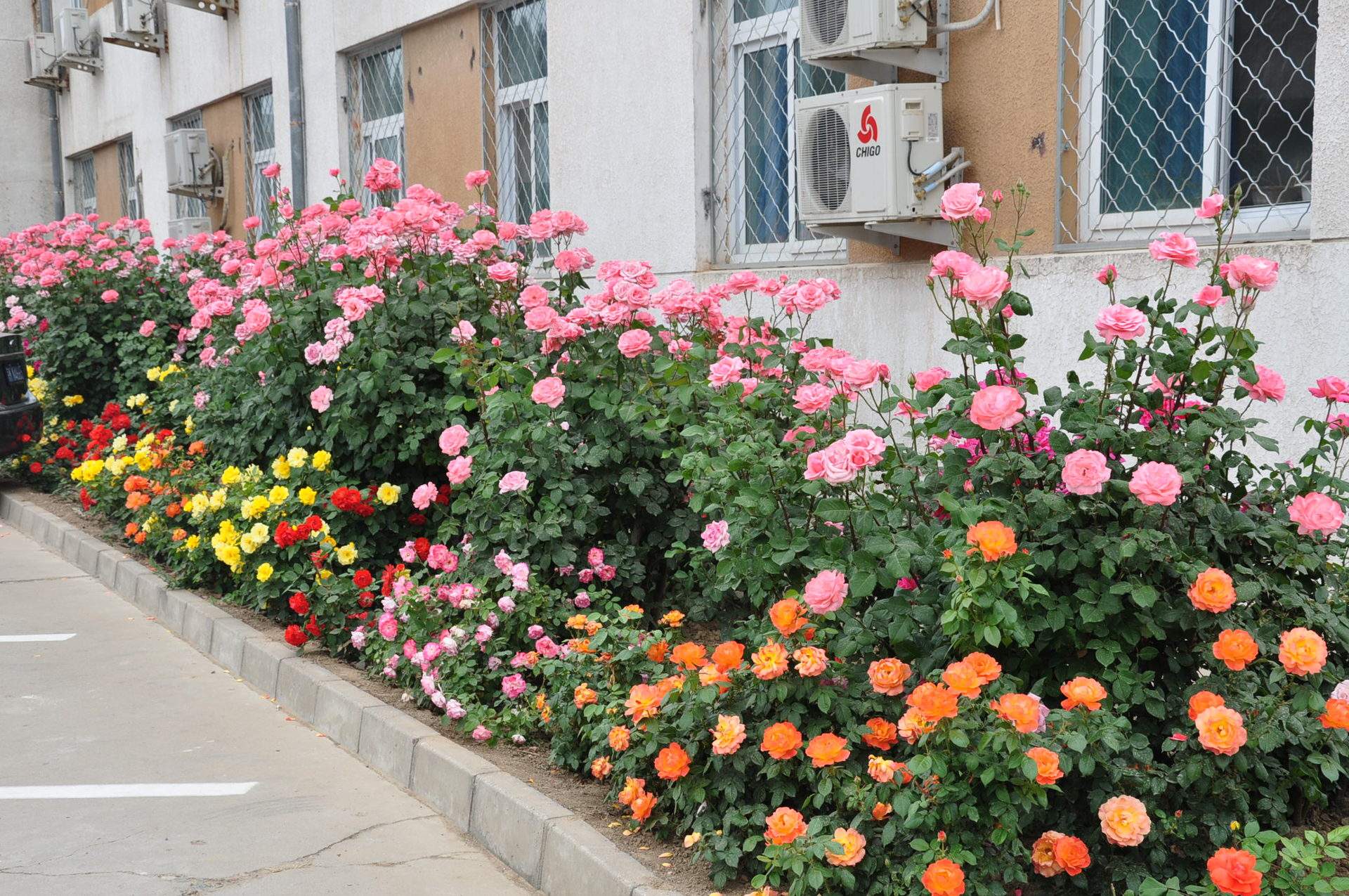 家中的藤本月季花,我们怎么养护才能爬满墙?