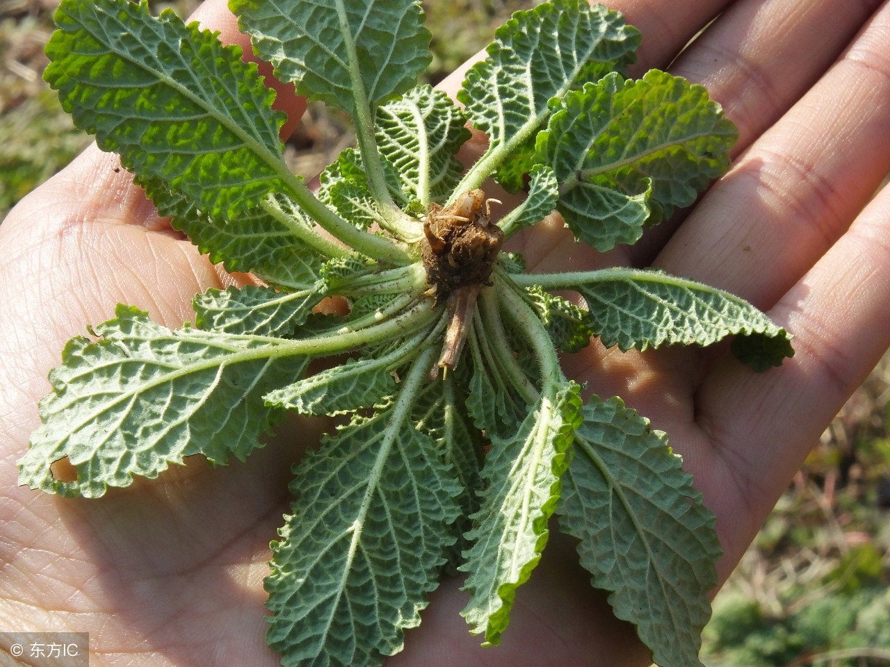 《茂盛野草》

解析：紧扣原诗中对野草长势的描写，茂盛突出生长繁密的特点；选用“野草”而非具体物种避免局限性，既呼应题目要求又保留自然意象。标题仅10字，在指定范围内且无冗余成分，以简洁结构承载核心画面感。