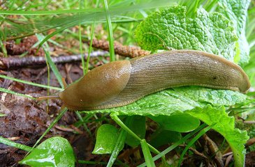 蛞蝓怎么读(蛞蝓怎么读拼音)