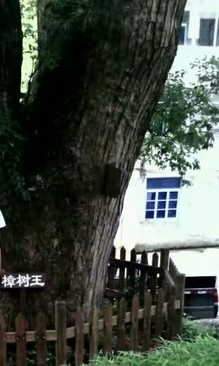 樟树娘娘的保佑