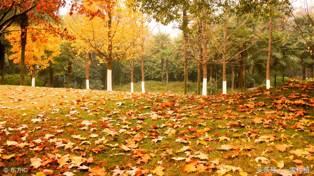 “家有梧桐树，何愁凤不至”，但是不宜种在院中，为什么？