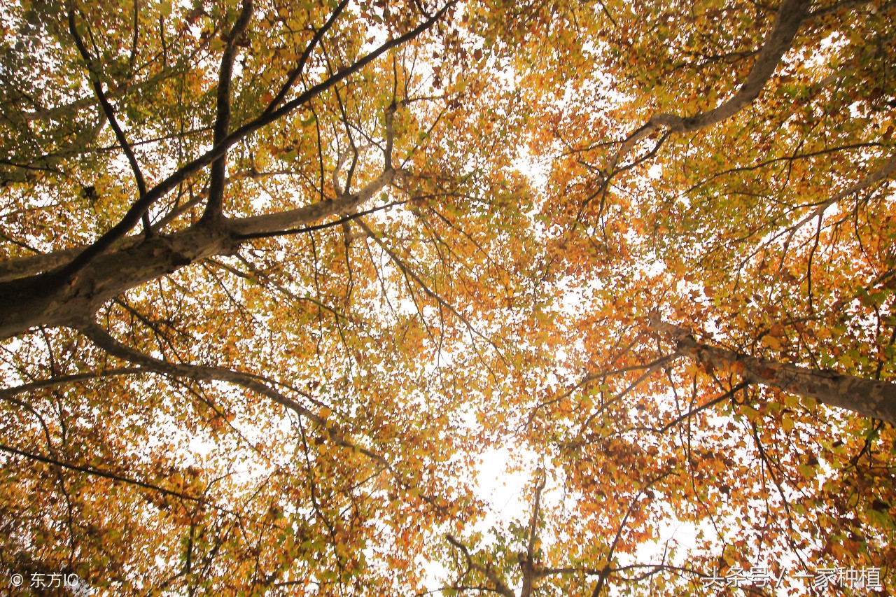 “家有梧桐树，何愁凤不至”，但是不宜种在院中，为什么？