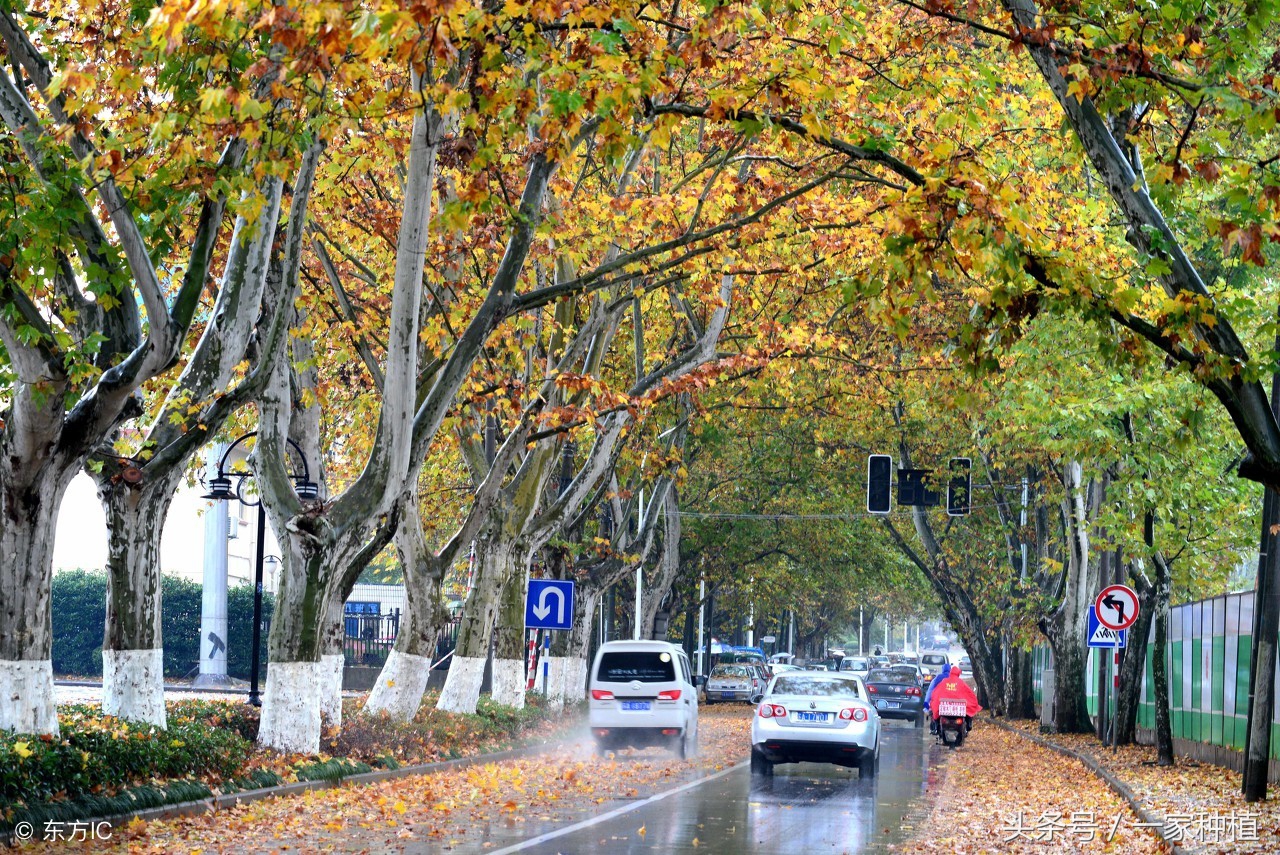 “家有梧桐树，何愁凤不至”，但是不宜种在院中，为什么？