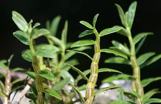 这5种“奇花异草” 每一种都很值钱,最后一种一斤卖到了五万元!