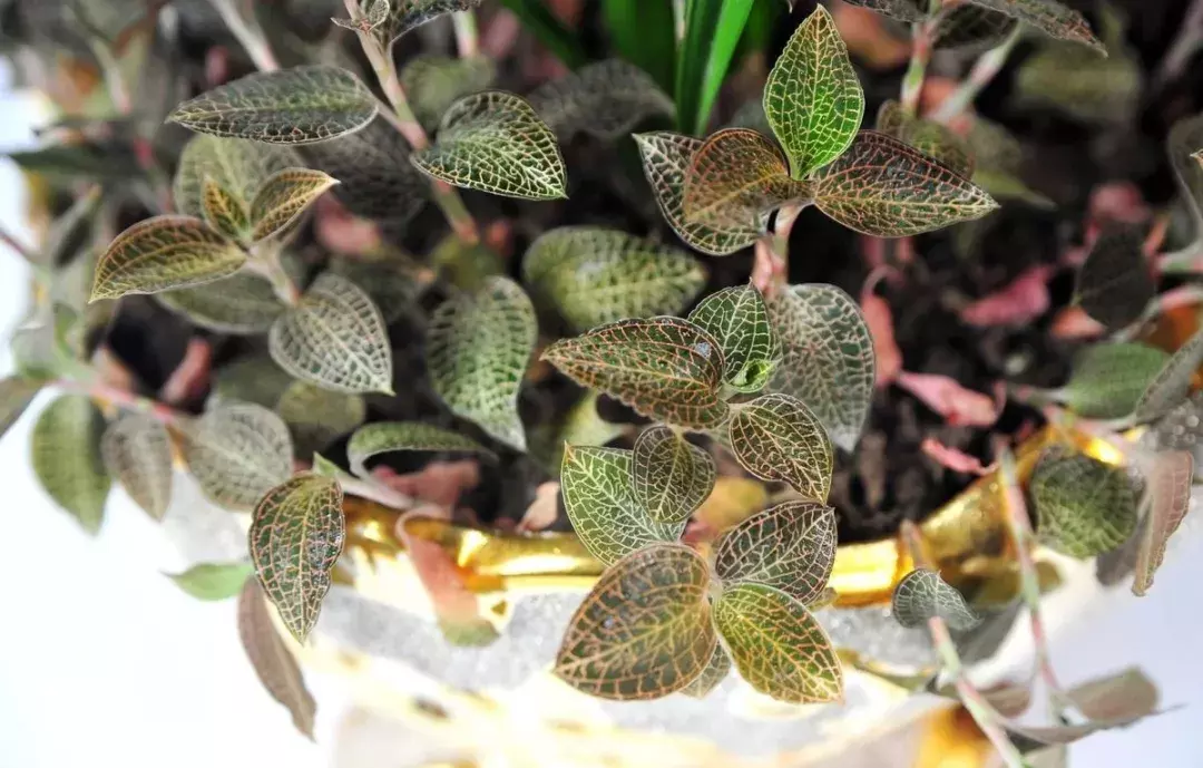 这5种“奇花异草” 每一种都很值钱,最后一种一斤卖到了五万元!
