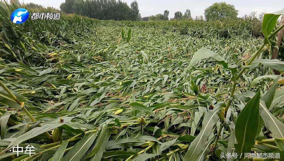 兰考的喷泉几点开始(下班快跑！雷电 高温预警！河南18地市今天都有雨，局地暴雨！)