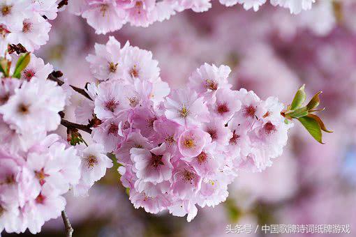 “飞花令”——日，66首含“日”的经典古诗词名句汇编