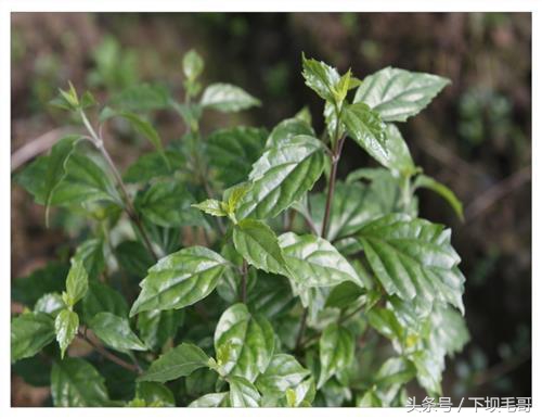 榨叶树的根功效与作用-我的快乐小窝