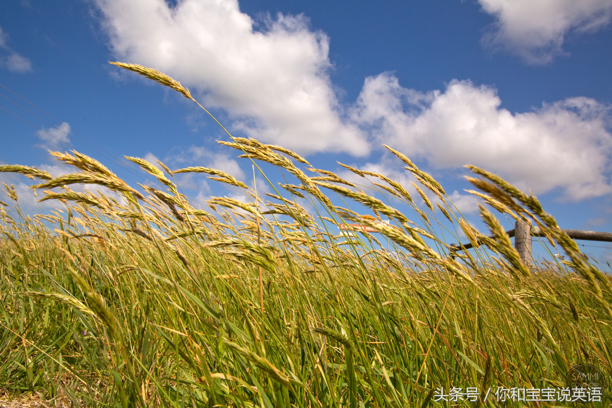 the wind has started to blow.起風了.its getting windy.