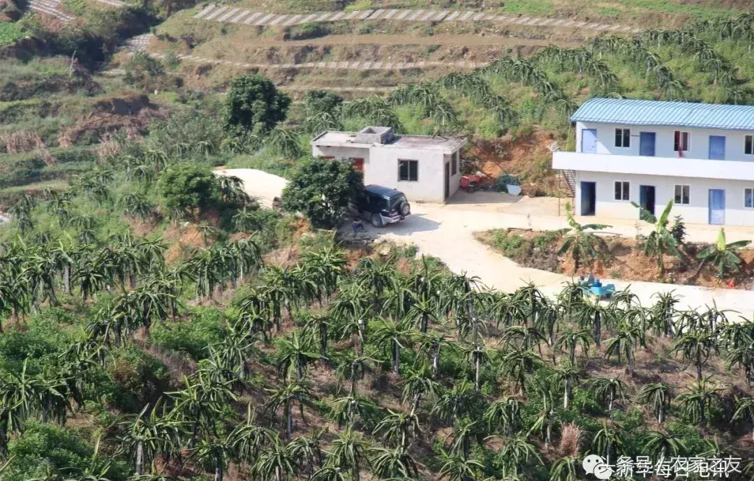 从2分地扩至1.5万亩从每斤15元跌到2元,扶贫火龙果为何“熄火”