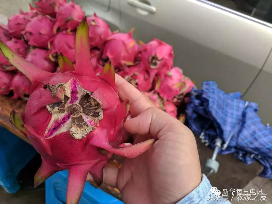从2分地扩至1.5万亩从每斤15元跌到2元,扶贫火龙果为何“熄火”